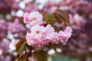 Sakura ağaçları. Bahar kiraz çiçekleri, pembe çiçekler. Bahar zamanı çiçekli bir arkaplan
