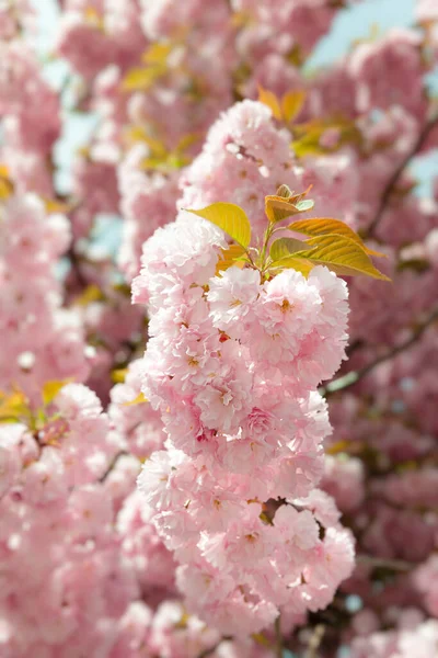 Sakura Bomen Kersenbloesems Roze Bloemen Achtergrond Met Bloemen Een Lente — Stockfoto