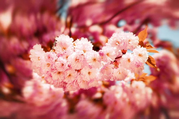 Drzewa Sakura Wiosenne Kwiaty Wiśni Różowe Kwiaty Tło Kwiatami Wiosnę — Zdjęcie stockowe