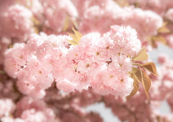 Árvores Sakura Primavera Flores Cereja Flores Cor Rosa Fundo Com — Fotografia de Stock