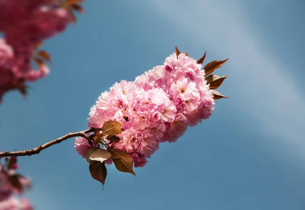 Sakuraträd Vårkörsbärsblommor Rosa Blommor Bakgrund Med Blommor Vår — Stockfoto