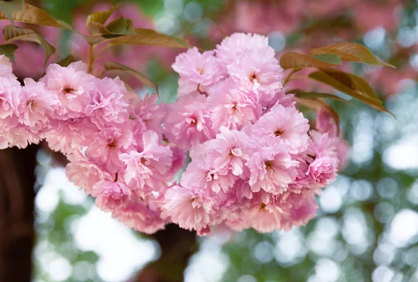 Sakura Bäume Frühling Kirschblüten Rosa Blüten Hintergrund Mit Blumen Zur — Stockfoto