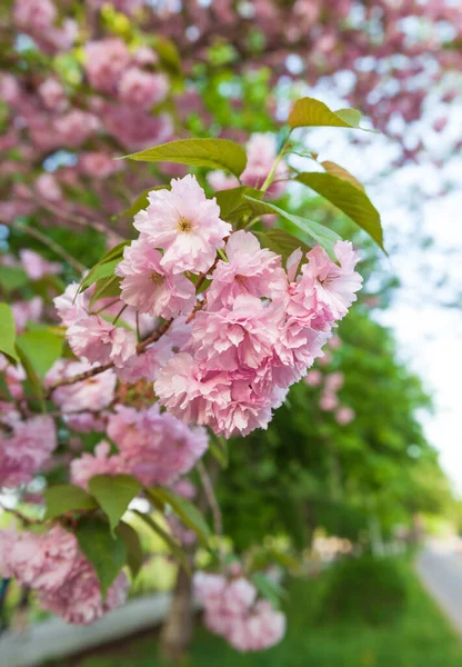 Sakura Bomen Kersenbloesems Roze Bloemen Achtergrond Met Bloemen Een Lente — Stockfoto