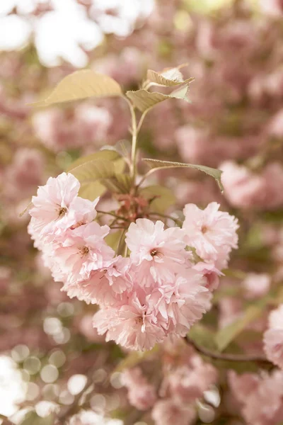 Sakura Stromy Jarní Třešňové Květy Růžové Květy Pozadí Květinami Jaře — Stock fotografie