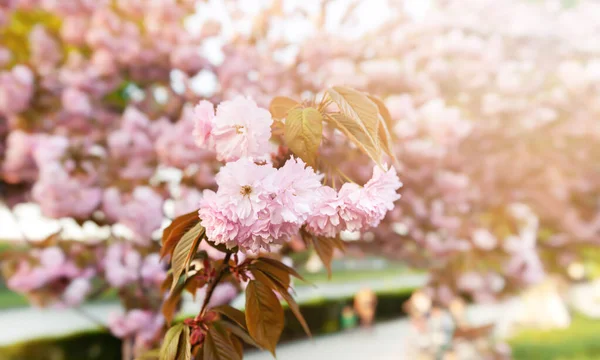Sakura trees. Spring Cherry blossoms, pink flowers. Background with flowers on a spring tim