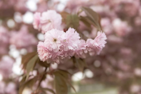 Sakura Bomen Kersenbloesems Roze Bloemen Achtergrond Met Bloemen Een Lente — Stockfoto