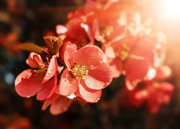 Flores Membrillo Japonesas Chaenomeles Pequeñas Flores Rojas Primavera —  Fotos de Stock