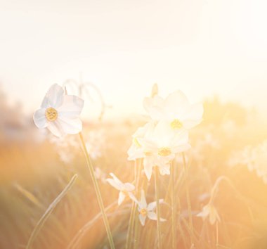 Nergisler Vadisi. Baharda yabani beyaz nergisler