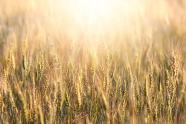Buğday tarlası. Altın buğday kulakları yakında. Güzel Doğa Günbatımı Manzarası. 