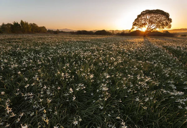 Vallei Der Narcissen Wilde Witte Narcissen Het Voorjaar — Stockfoto