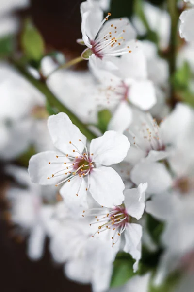 ソフトフォーカススプリングの背景 花序に白花を咲かせます コピースペース付き花画像 — ストック写真