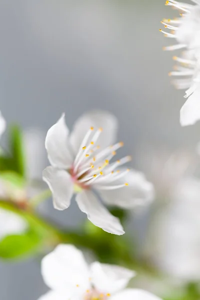 ソフトフォーカススプリングの背景 花序に白花を咲かせます コピースペース付き花画像 — ストック写真