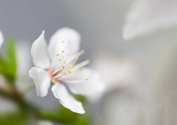 Zachte Focus Voorjaar Achtergrond Abstracte Bloemrand Met Witte Bloemen Bloemen — Stockfoto