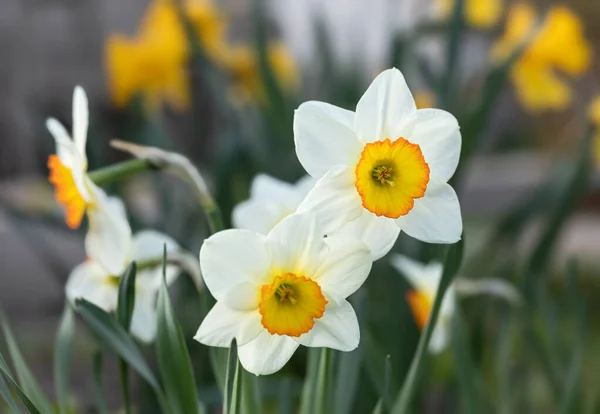 Daffodils Different Types Bloom Spring Garden Blooming Narcissus Flowering Daffodils — Stock Photo, Image