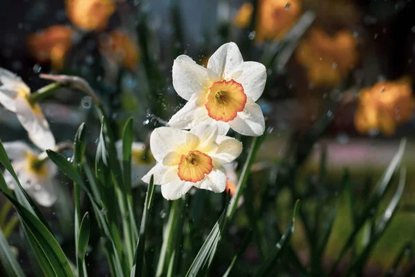 庭の春にはさまざまな種類の水仙が咲きます 自己陶酔してる 春に小花を咲かせます 春の花 フィールドの浅い深さ — ストック写真