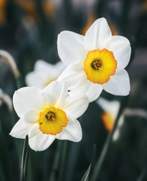 Daffodils Different Types Bloom Spring Garden Blooming Narcissus Flowering Daffodils — Stock Photo, Image