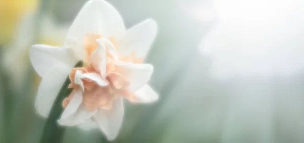 Puha Fókusz Elmosódott Kép Nárciszról Kertben Virágzó Nárcisz Virágzó Nárciszok — Stock Fotó