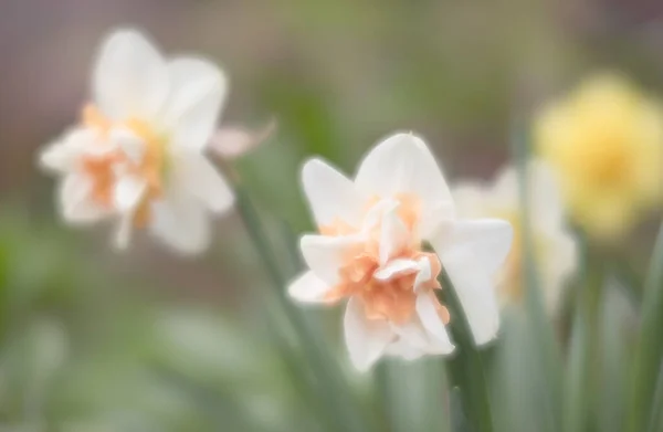 庭でDaffodilのソフトフォーカスぼやけたイメージ 自己陶酔してる 春に小花を咲かせます 春の花 フィールドの浅い深さ — ストック写真