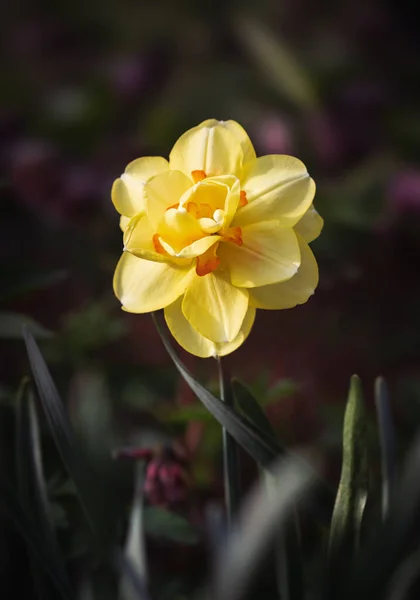 Tavasszal Különböző Típusú Nárciszok Nyílnak Kertben Virágzó Nárcisz Virágzó Nárciszok — Stock Fotó