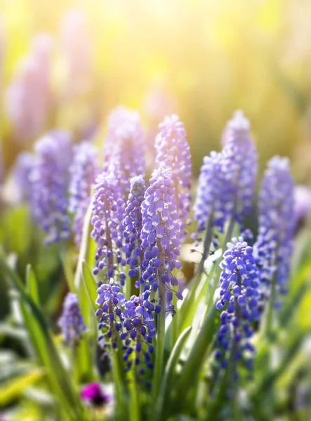 Tender Blã Muscari Blommor Ren Trã Dgã Solljus Blå Blommor — Stockfoto