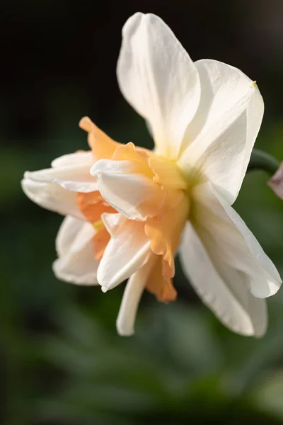 Daffodils Different Types Bloom Spring Garden Blooming Narcissus Flowering Daffodils — Stock Photo, Image