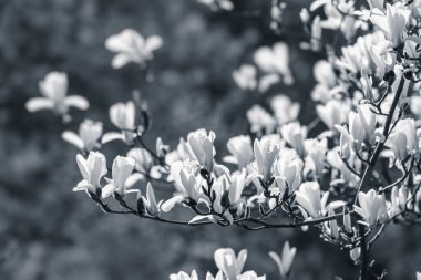 Doğal arka plan konsepti. Magnolia ağacı çiçek açar. Gelişmiş manolya dalı, doğanın arka planına karşı. Bahar zamanı manolya çiçekleri.