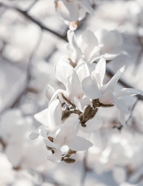 自然背景概念 マグノリアの木の花 自然を背景にしたモクレン科の花 春にはマグノリアの花 — ストック写真