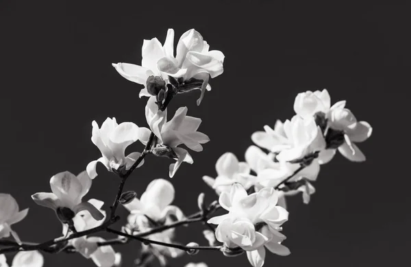 Natuurlijke Achtergrond Concept Magnolia Boom Bloesem Bloei Magnolia Tak Tegen — Stockfoto