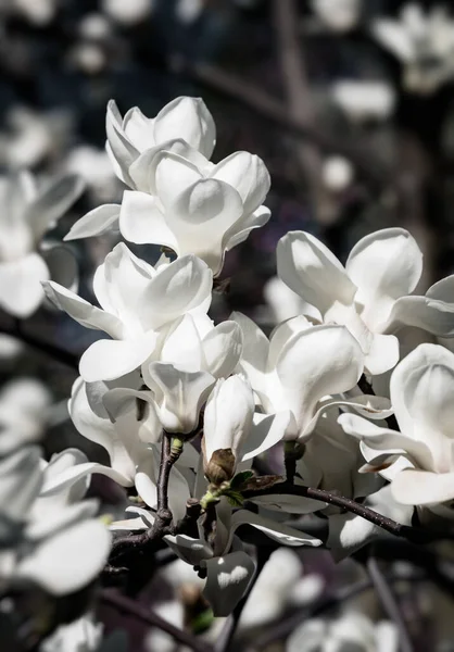 Természetes Háttér Koncepció Magnolia Virágzik Blossom Magnolia Természet Hátterében Magnolia — Stock Fotó