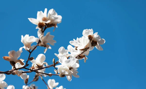 Natürliches Hintergrundkonzept Magnolienblüte Blühende Magnolienzweige Vor Dem Hintergrund Der Natur — Stockfoto