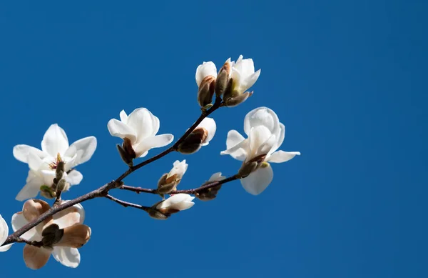 Natuurlijke Achtergrond Concept Magnolia Boom Bloesem Bloei Magnolia Tak Tegen — Stockfoto