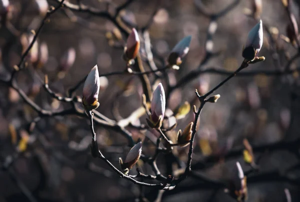Naturalna Koncepcja Tła Kwitną Drzewa Magnolii Kwitnąca Gałąź Magnolii Tle — Zdjęcie stockowe