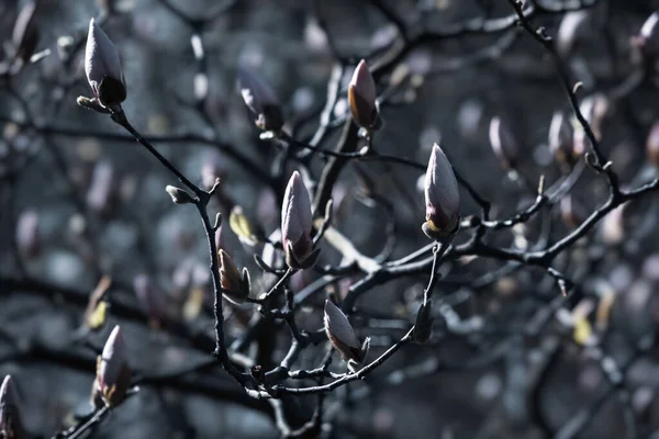 Naturlig Bakgrund Koncept Magnoliaträdet Blommar Blossom Magnolia Gren Mot Naturen — Stockfoto