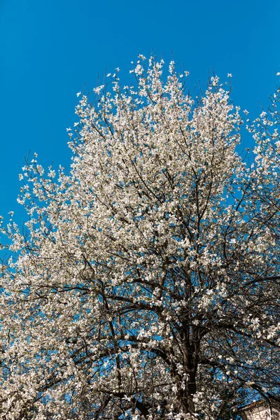 Natural Background Concept Magnolia Tree Blossom Blossom Magnolia Branch Nature — Stock Photo, Image