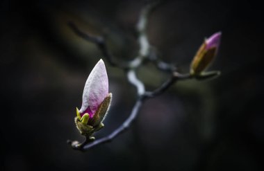 Doğal arka plan konsepti. Magnolia ağacı çiçek açar. Gelişmiş manolya dalı, doğanın arka planına karşı. Bahar zamanı manolya çiçekleri.