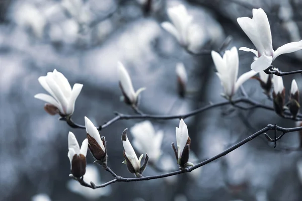 Přirozený Koncept Pozadí Květ Stromu Magnolia Kvetoucí Magnólie Větev Pozadí — Stock fotografie