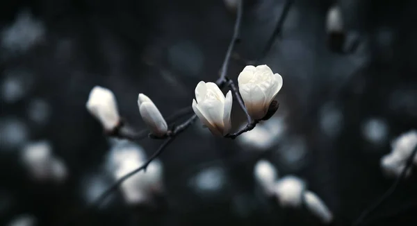 Přirozený Koncept Pozadí Květ Stromu Magnolia Kvetoucí Magnólie Větev Pozadí — Stock fotografie