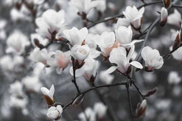 自然背景概念 マグノリアの木の花 自然を背景にしたモクレン科の花 春にはマグノリアの花 — ストック写真