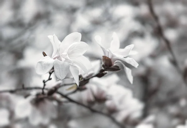 Natural Background Concept Magnolia Tree Blossom Blossom Magnolia Branch Nature — Stock Photo, Image