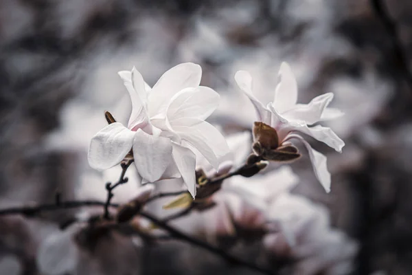 Natuurlijke Achtergrond Concept Magnolia Boom Bloesem Bloei Magnolia Tak Tegen — Stockfoto