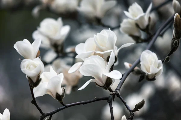 Natural Background Concept Magnolia Tree Blossom Blossom Magnolia Branch Nature — Stock Photo, Image