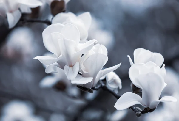 Přirozený Koncept Pozadí Květ Stromu Magnolia Kvetoucí Magnólie Větev Pozadí — Stock fotografie