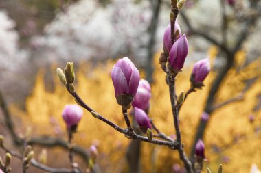 Doğal arka plan konsepti. Magnolia ağacı çiçek açar. Gelişmiş manolya dalı, doğanın arka planına karşı. Bahar zamanı manolya çiçekleri.