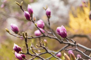 Doğal arka plan konsepti. Magnolia ağacı çiçek açar. Gelişmiş manolya dalı, doğanın arka planına karşı. Bahar zamanı manolya çiçekleri.