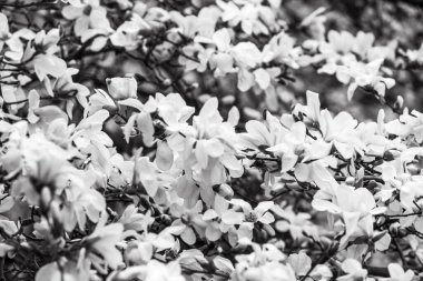 Doğal arka plan konsepti. Magnolia ağacı çiçek açar. Gelişmiş manolya dalı, doğanın arka planına karşı. Bahar zamanı manolya çiçekleri.