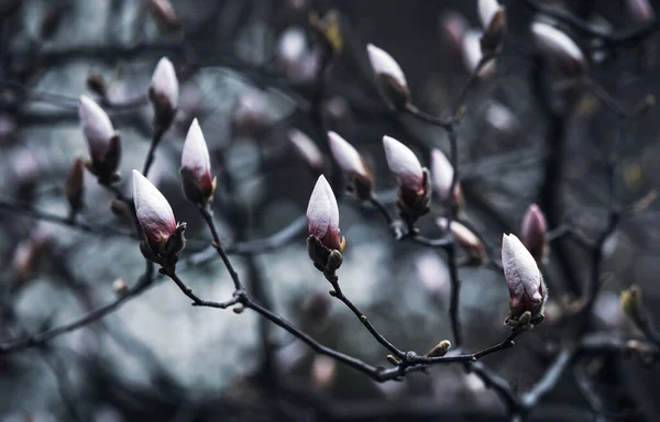 Natürliches Hintergrundkonzept Magnolienblüte Blühende Magnolienzweige Vor Dem Hintergrund Der Natur — Stockfoto