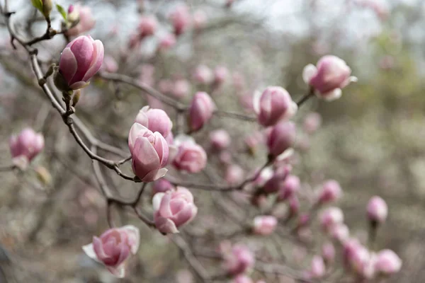 自然背景概念 マグノリアの木の花 自然を背景にしたモクレン科の花 春にはマグノリアの花 — ストック写真