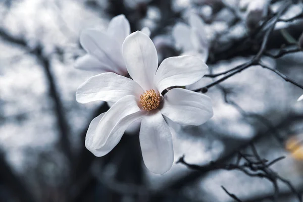 Concept Fond Naturel Arbre Magnolia Fleurit Fleur Branche Magnolia Sur — Photo