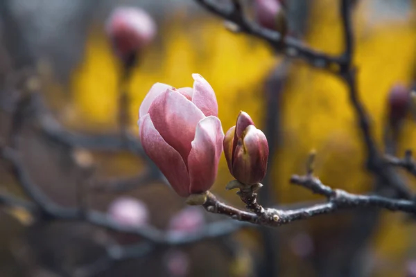 Conceito Fundo Natural Flor Árvore Magnólia Magnolia Flor Ramo Contra — Fotografia de Stock