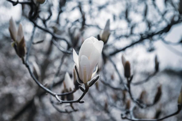 Natürliches Hintergrundkonzept Magnolienblüte Blühende Magnolienzweige Vor Dem Hintergrund Der Natur — Stockfoto